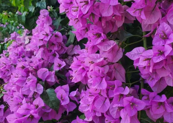 فيلة Seafront Oliva