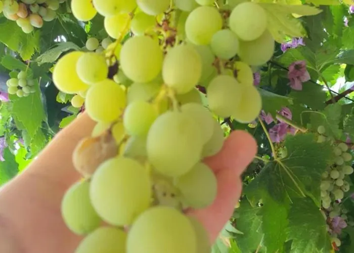 Seafront Oliva Villa *