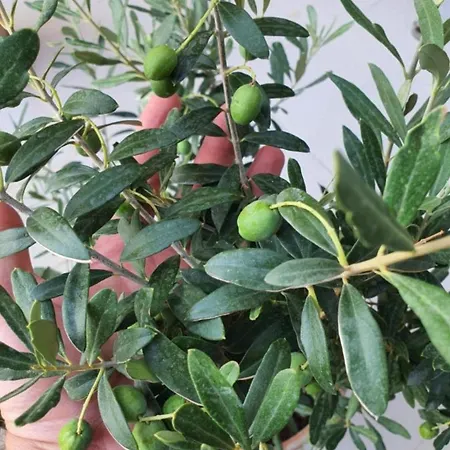 Villa Seafront Oliva *