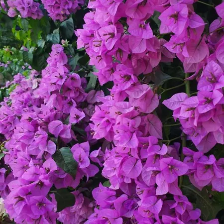 Villa Seafront Oliva