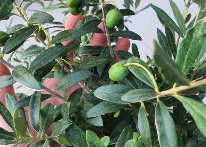 Вилла Seafront Oliva *